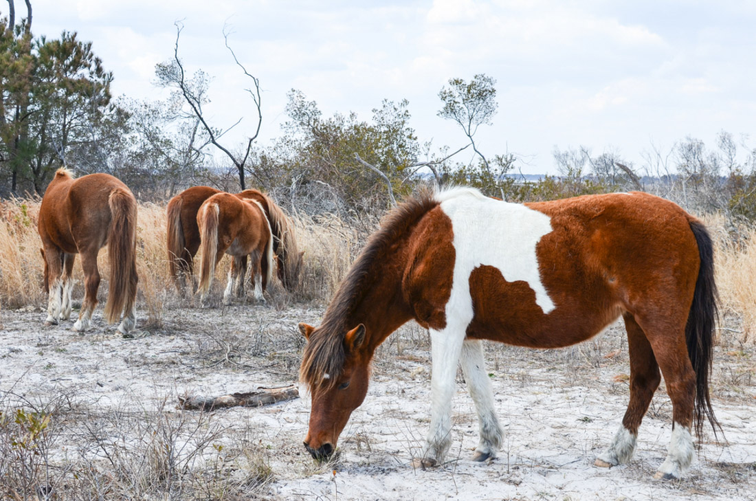 Horses at Assateague Island National Seashore, a barrier island in Maryland