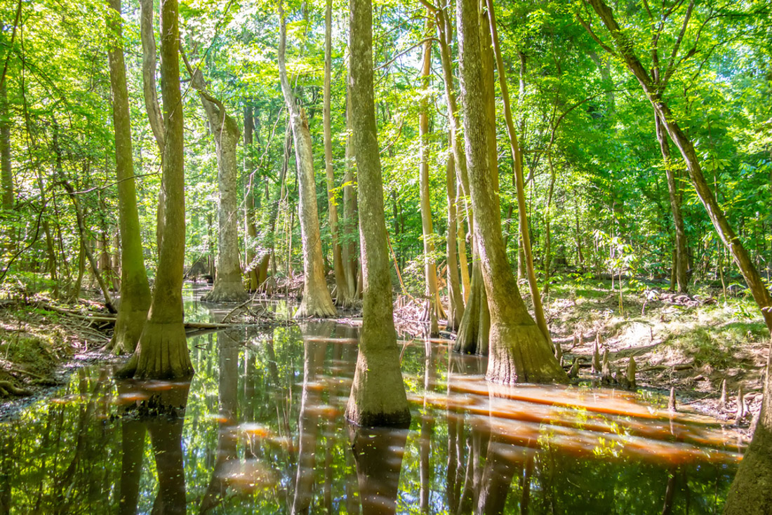 Trees in water at Cypress forest and swamp of Congaree National Park in South Carolina