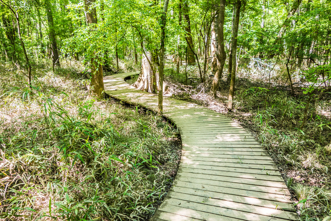 Winding path through Cypress forest swamp of Congaree National Park in South Carolina