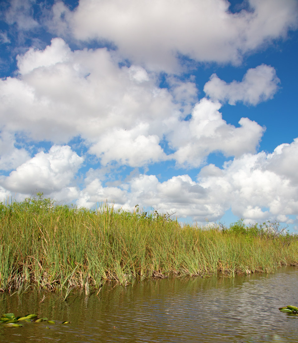 Reeds and river at Everglades National Park