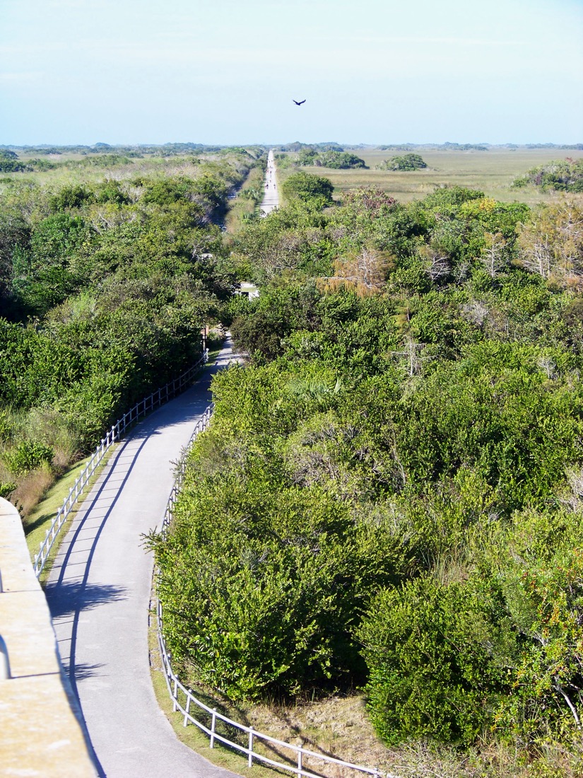 Tram Road Trail to Shark Valley Observation Tower in Everglades National Park in Florida.