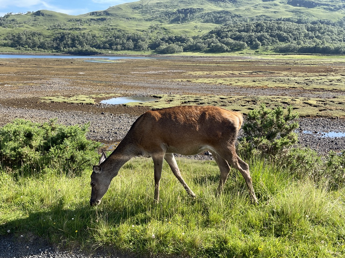 Deer Mull Scotland