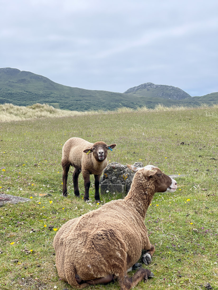 Sanna Beach Lamb Sheep Ardnamurchan Scotland