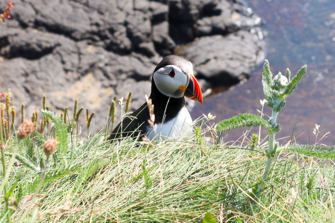 Staffa Tours Fingal, Puffin Cliff Mull Scotland