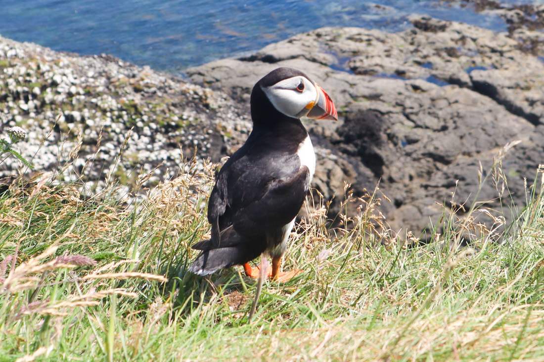 Staffa Tours Fingal Puffin On Cliff Mull Scotland