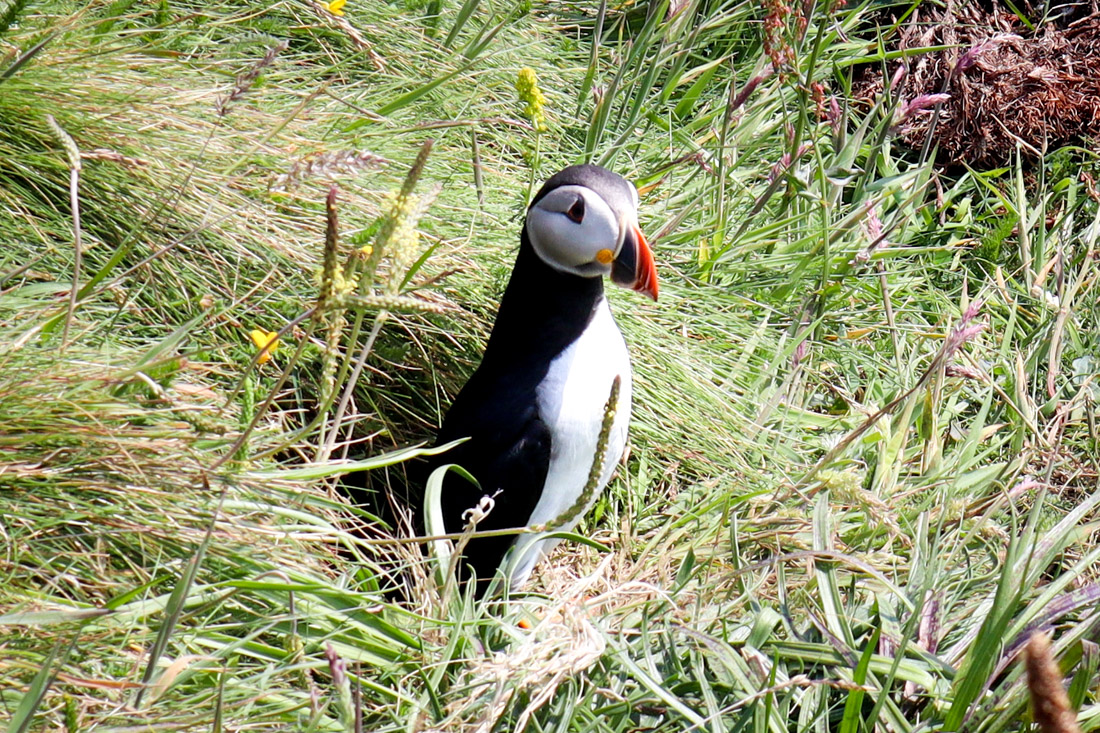 Staffa Tours Fingal Puffin Posing Mull Scotland