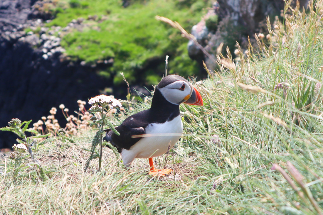 Staffa Tours Fingal Puffin, on Mull Scotland