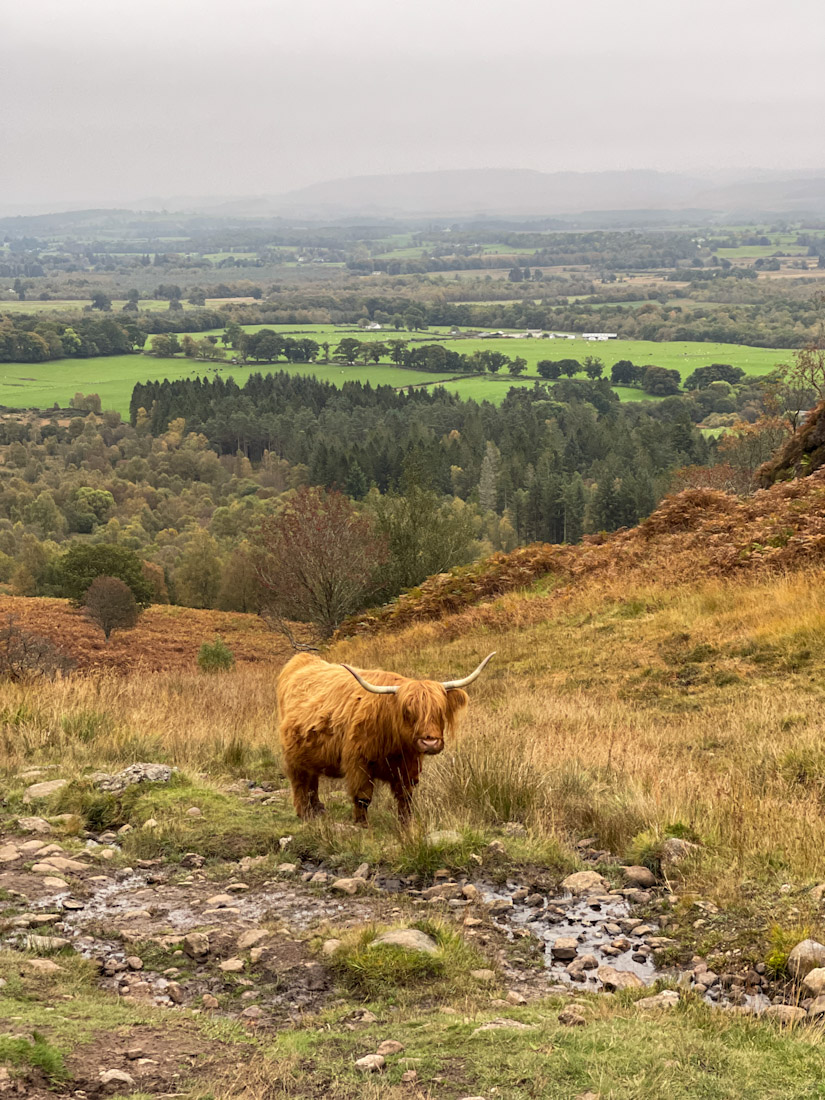 Conic Hill Balmaha Loch Lomond Highland Cows