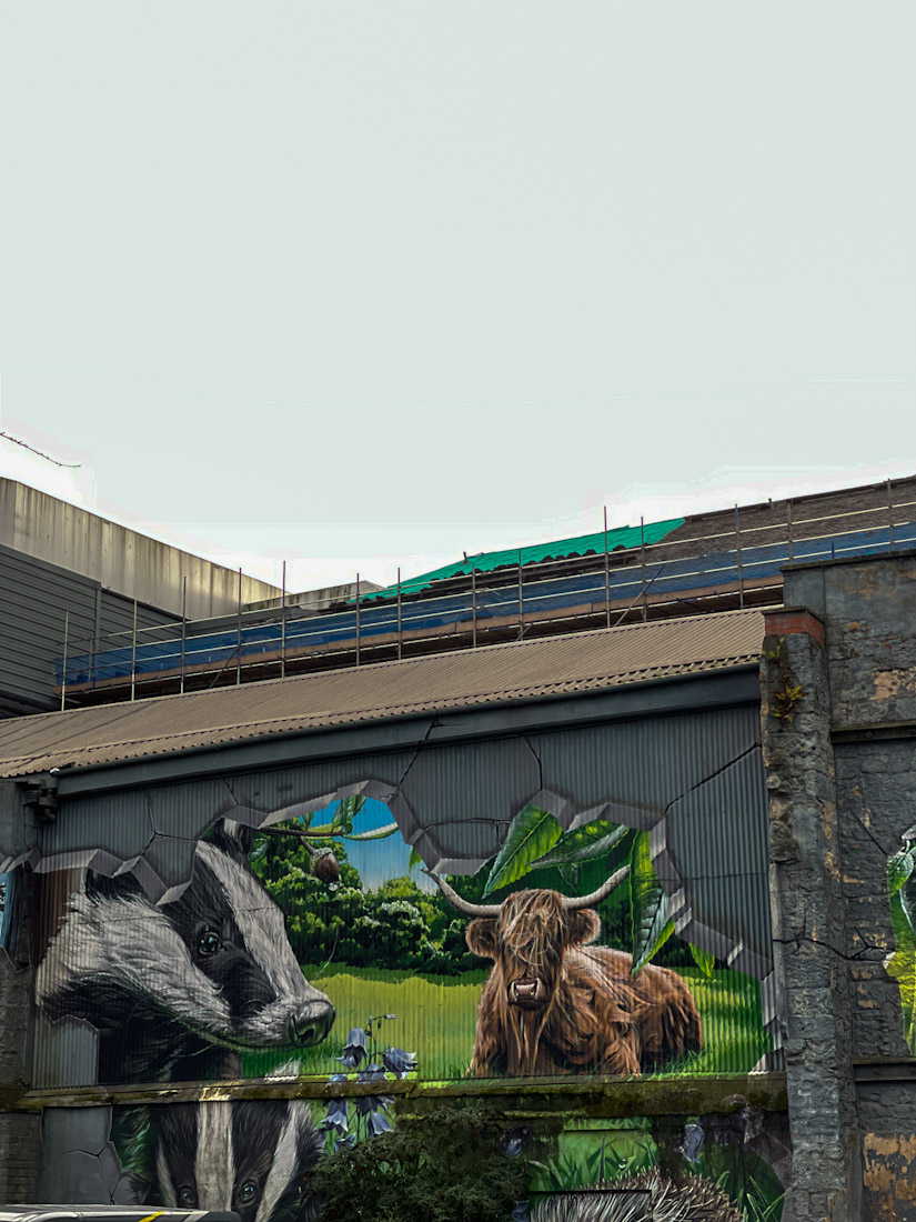 Highland Cow mural wall in Glasgow