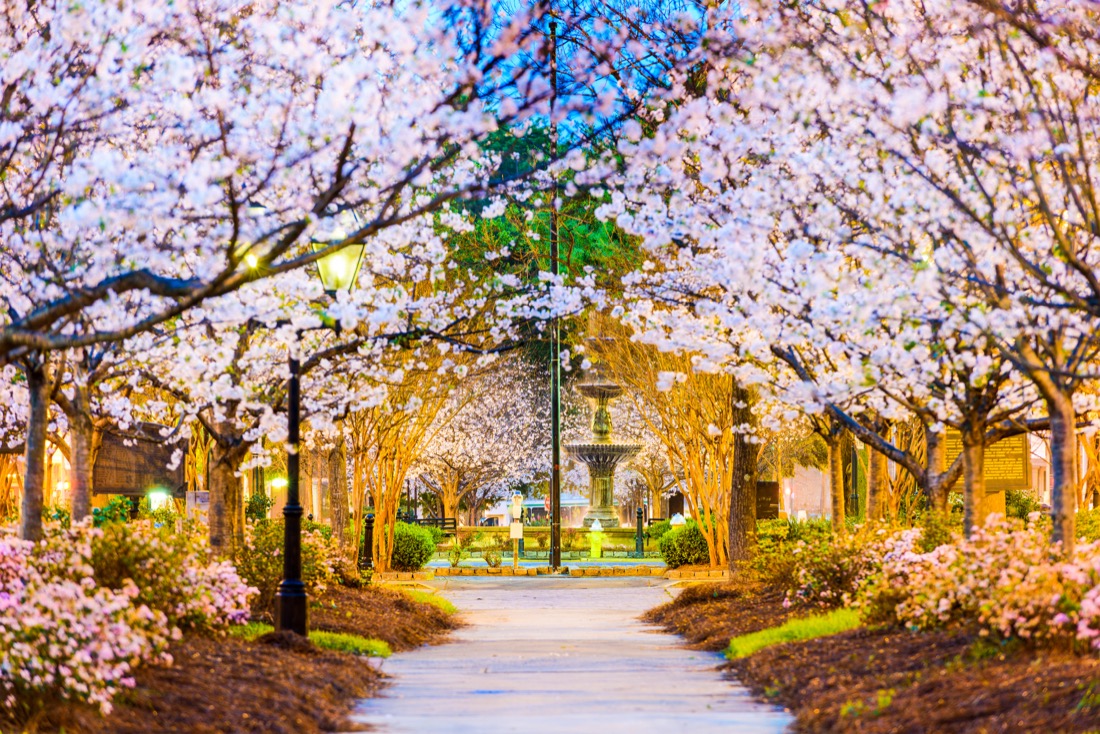 Cherry blossoms line the park in Macon Georgia