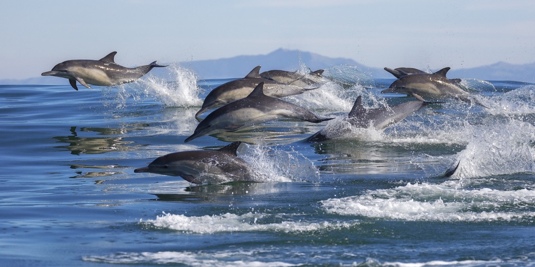 Dolphins swimming at Monetary Bay in California