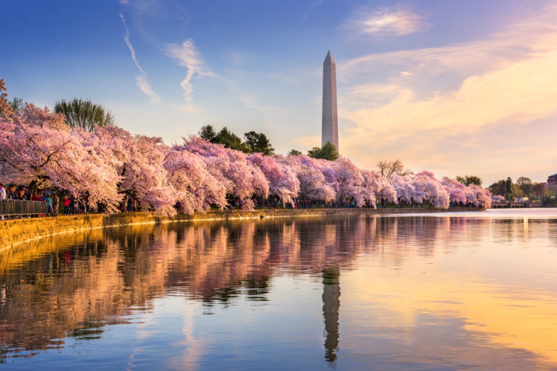 Cherry Blossoms at Tidal Basin Washington Monument