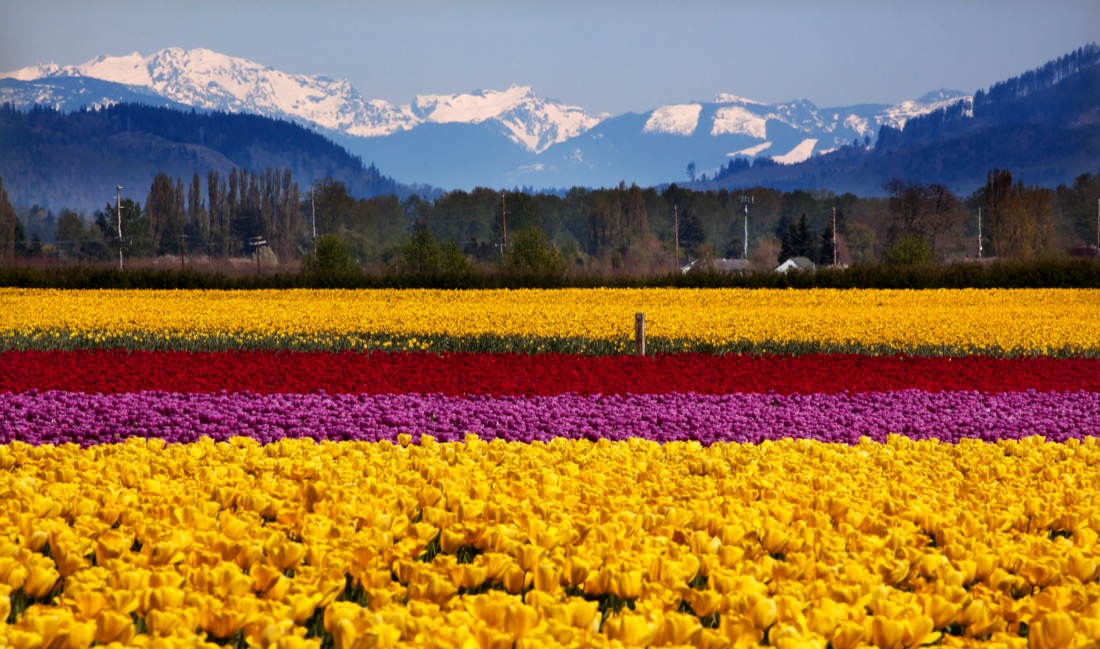 Yellow Red Purple Tulips Flowers Snow Mountains Skagit Valley Washington.