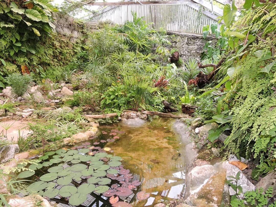 Pond and plants at Bermuda Botanical Garden