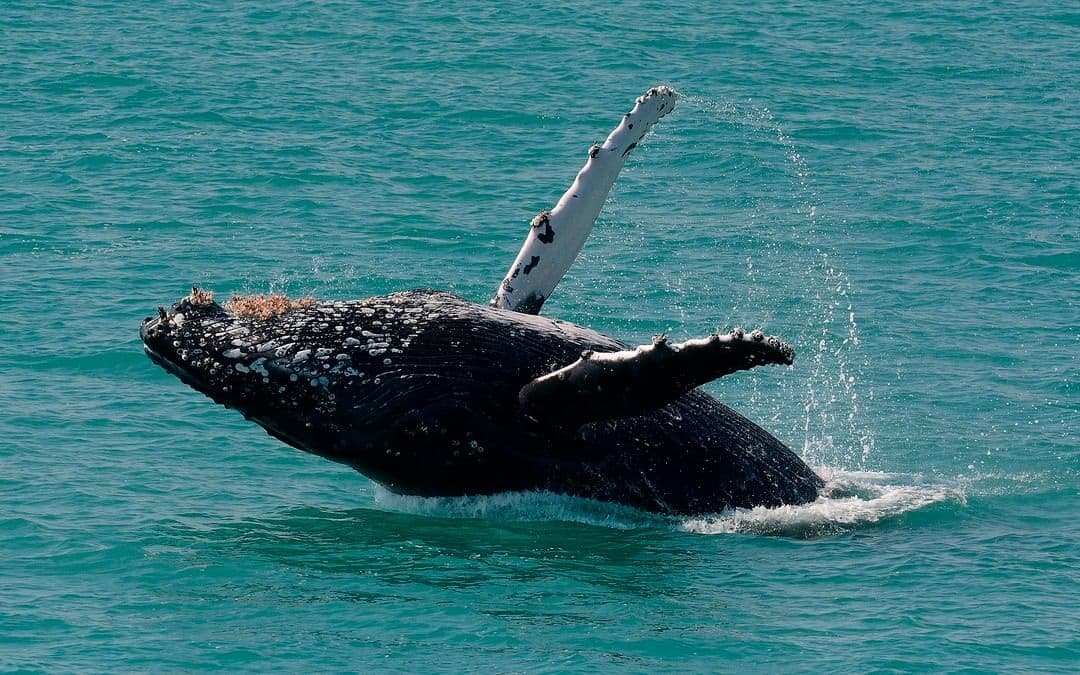 Humpback whale on its back in Bermuda