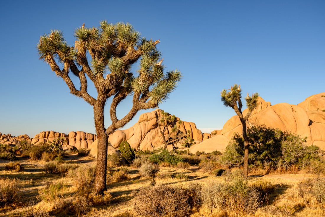 Tall trees with leaves at Joshua Park with blue sky