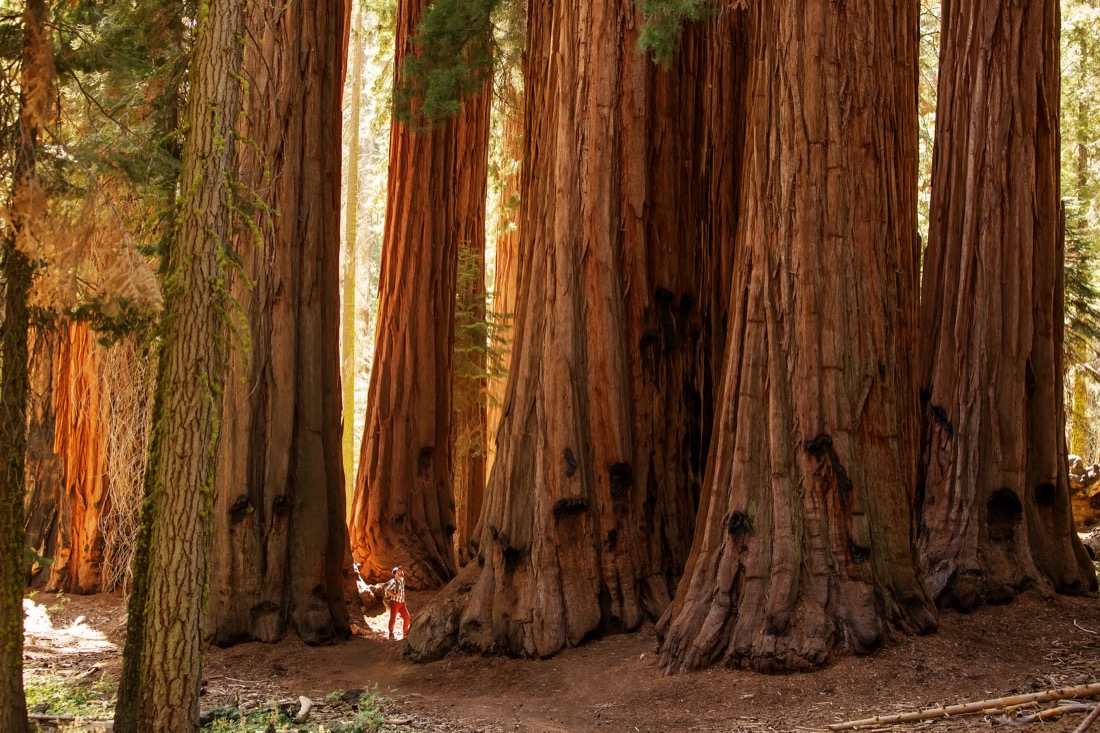 Hiker next to huge tree trunks at Sequoia national park in California