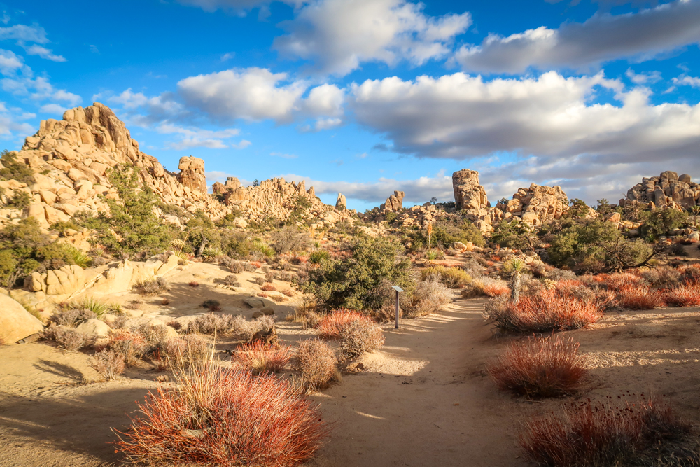 Mojave Desert at Joshua Tree National Park with blues skies