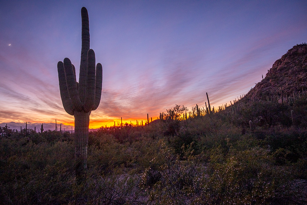 Intense sunset outlining shadow of cactus at Saguaro National Park