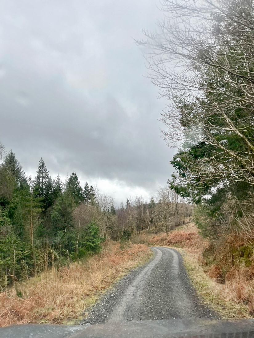 Mabie Forest road with trees at side