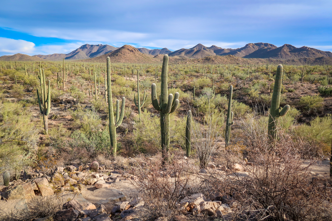 Soft blue skies and mountains at Saguaro National Park