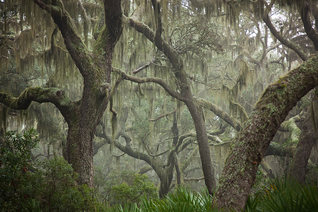 Spanish moss trees at Cumberland Island Georgia