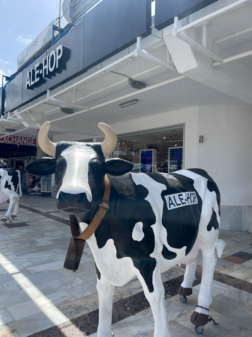 Cow outside Ale Hop shop in Tenerife
