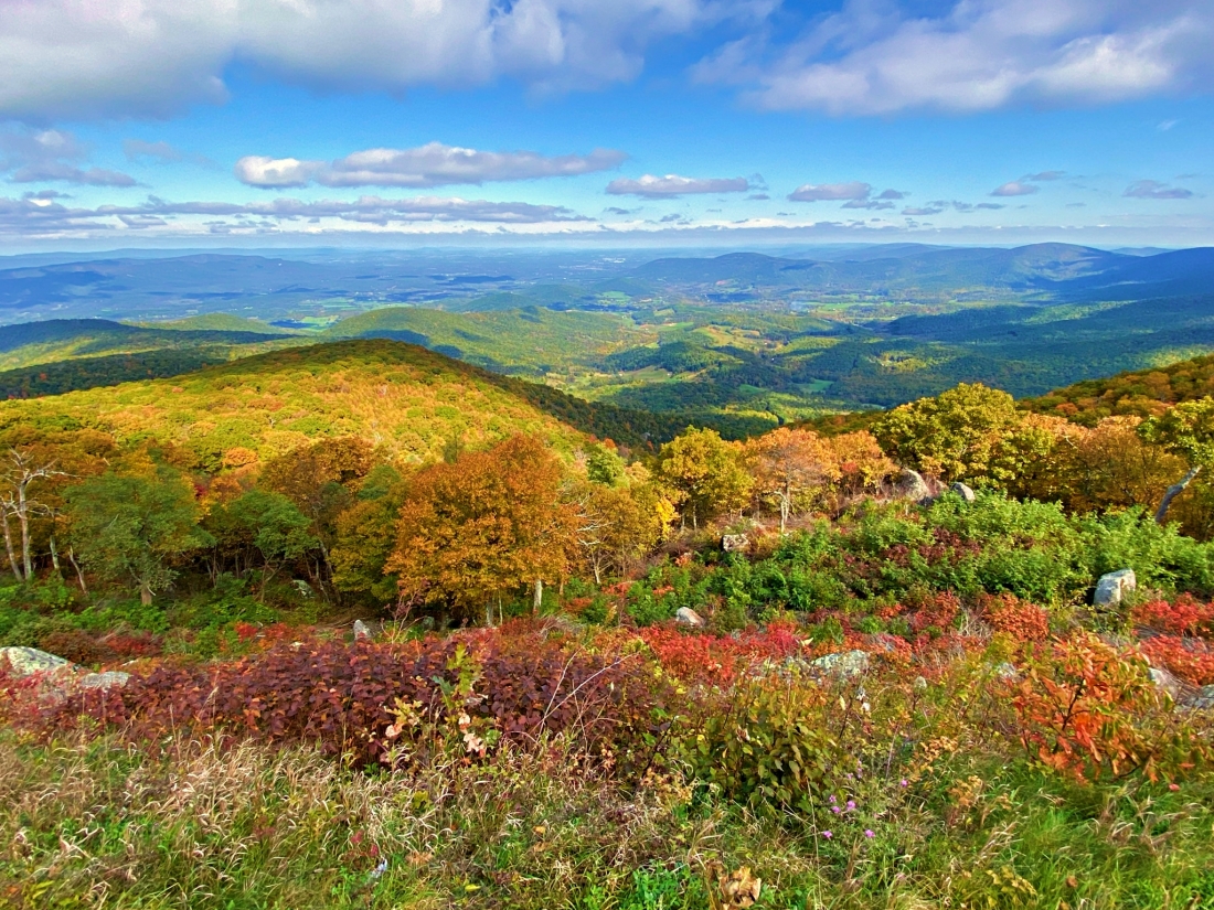 Bright fall colors at Hogback Overlook Shenandoah National Park