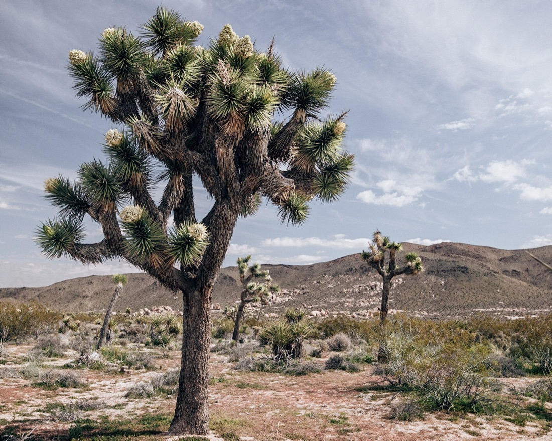 A lone tree in desert at Joshua Tree National Park