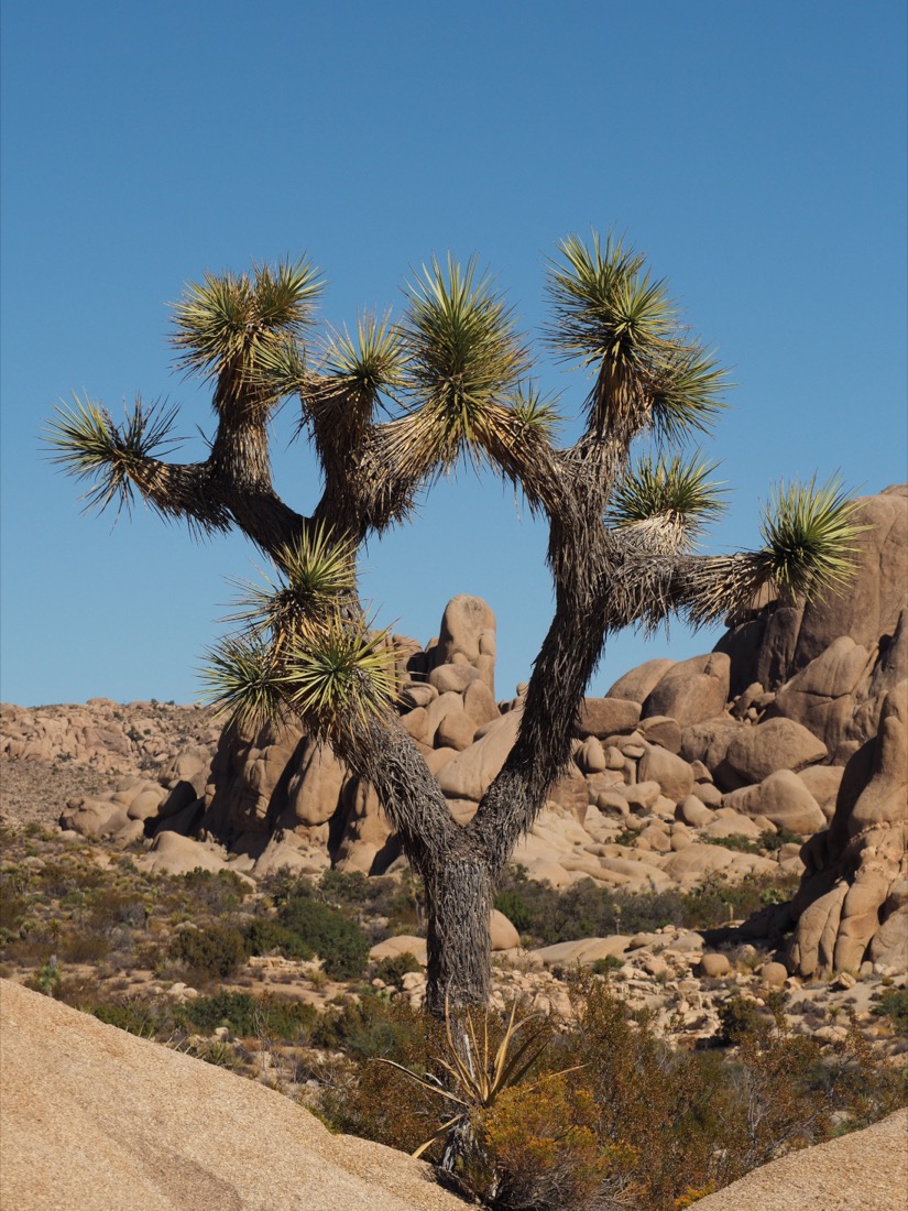 Lone tree in desert at Joshua Tree National Park