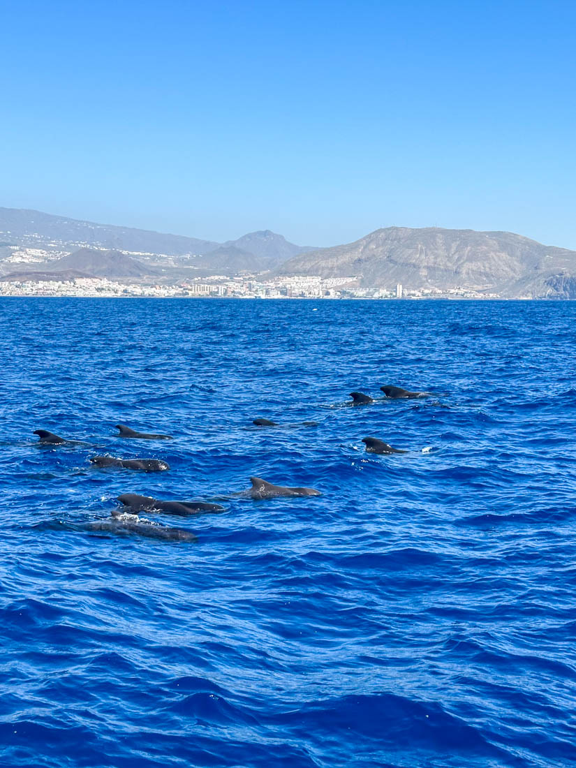 Pilot Whales in water taken from Boat Tour in Tenerife