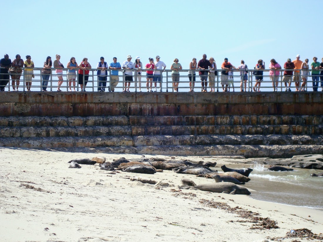 Crowds looking at seals at La Jolla Beach, California 