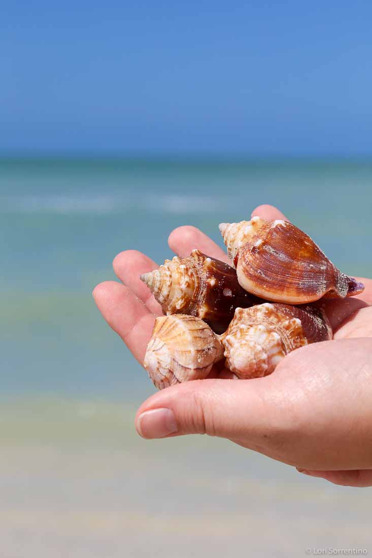 Hand holding shells on beach at keewaydin island