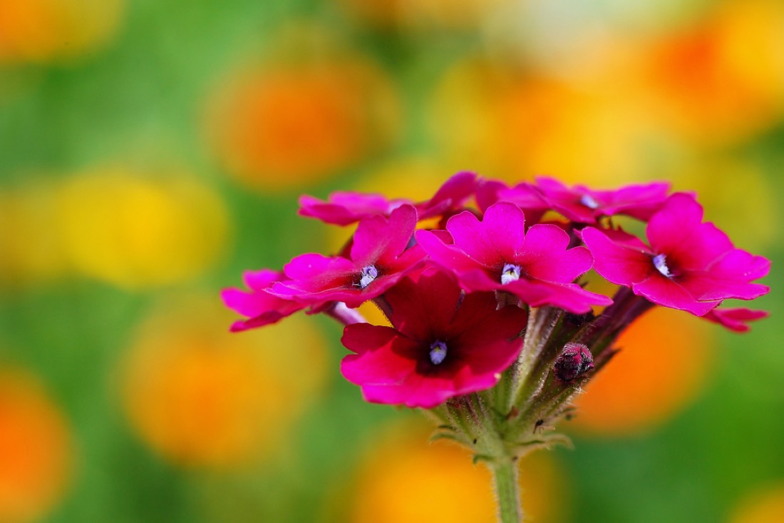 Pink flower close up at Allen Centennial Garden Madison WI