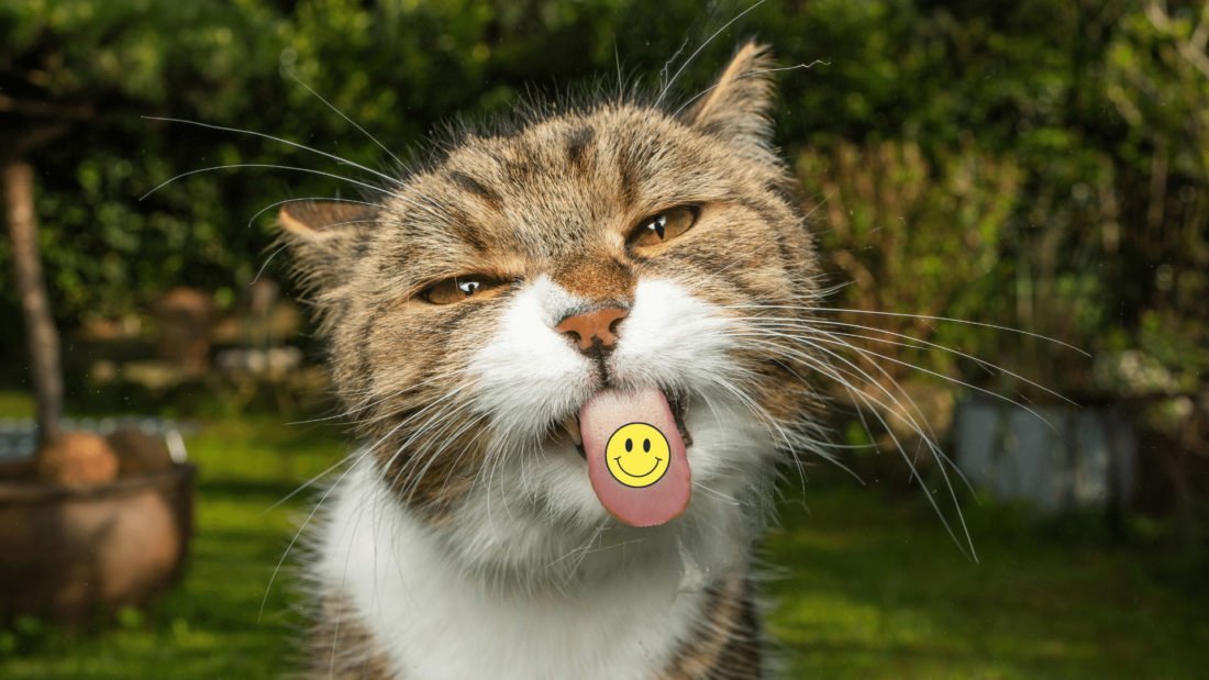 Zoom Background_cat with smiling face sticker