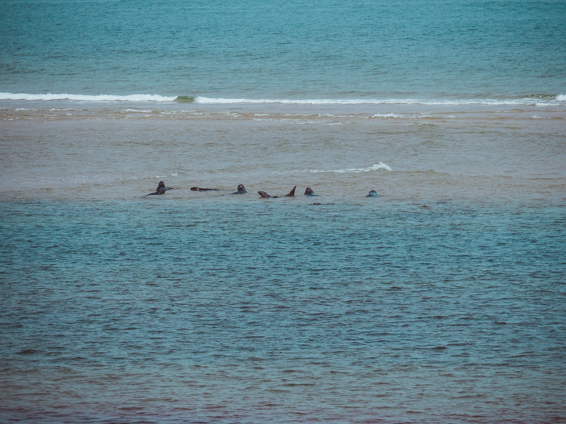 Seals on sandbank at Martha's Vineyard