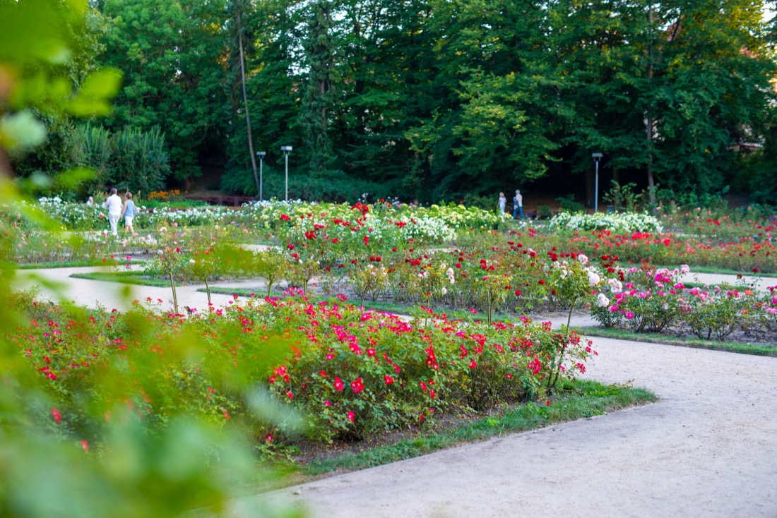 Many roses in front of a forest at the International Rose Test Garden in Washington Park in Portland, Oregon.