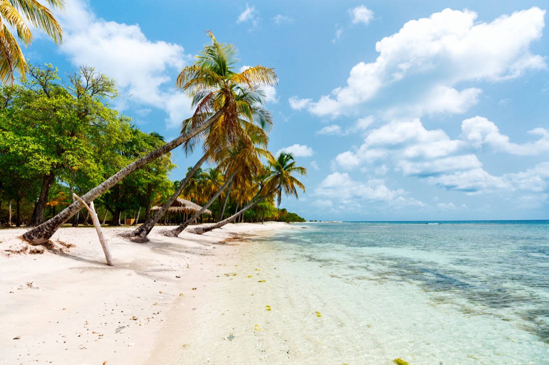 Idyllic tropical beach with white sand, palm trees and turquoise Caribbean sea water on Mustique island in St Vincent and the Grenadines