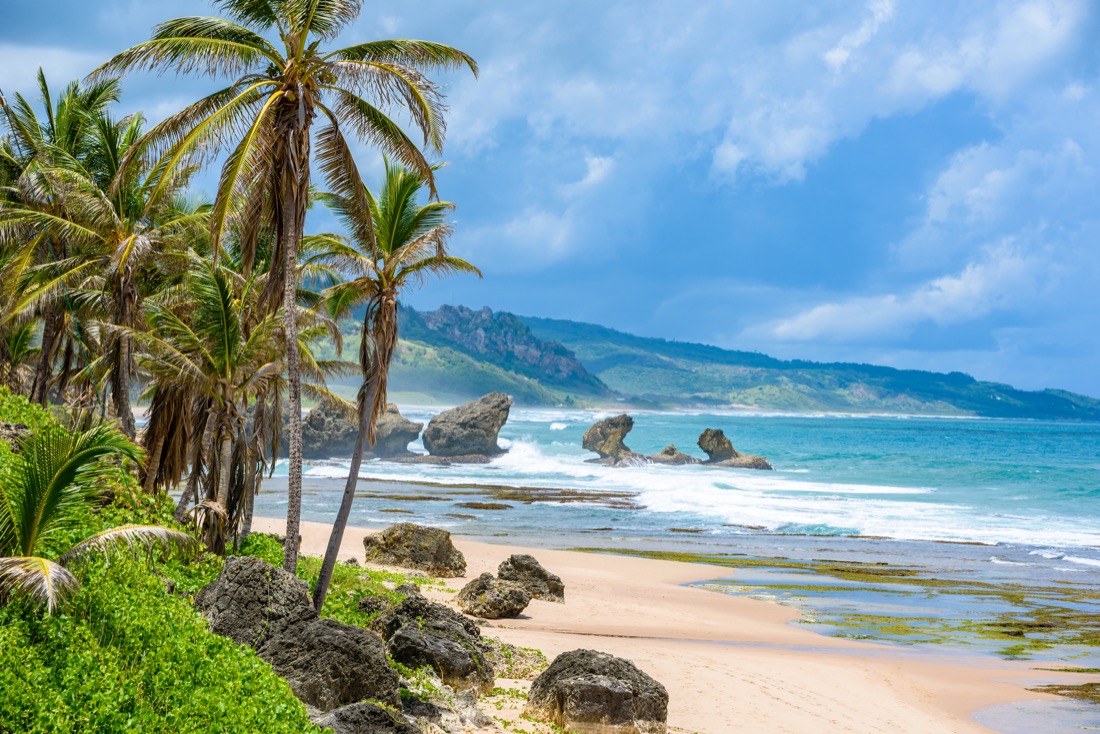 Rich vegetation of Bathsheba beach, East coast of Barbados island, Caribbean.