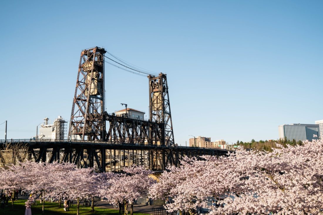 Bridge with cherry blossoms around Tom McCall in Portland OR