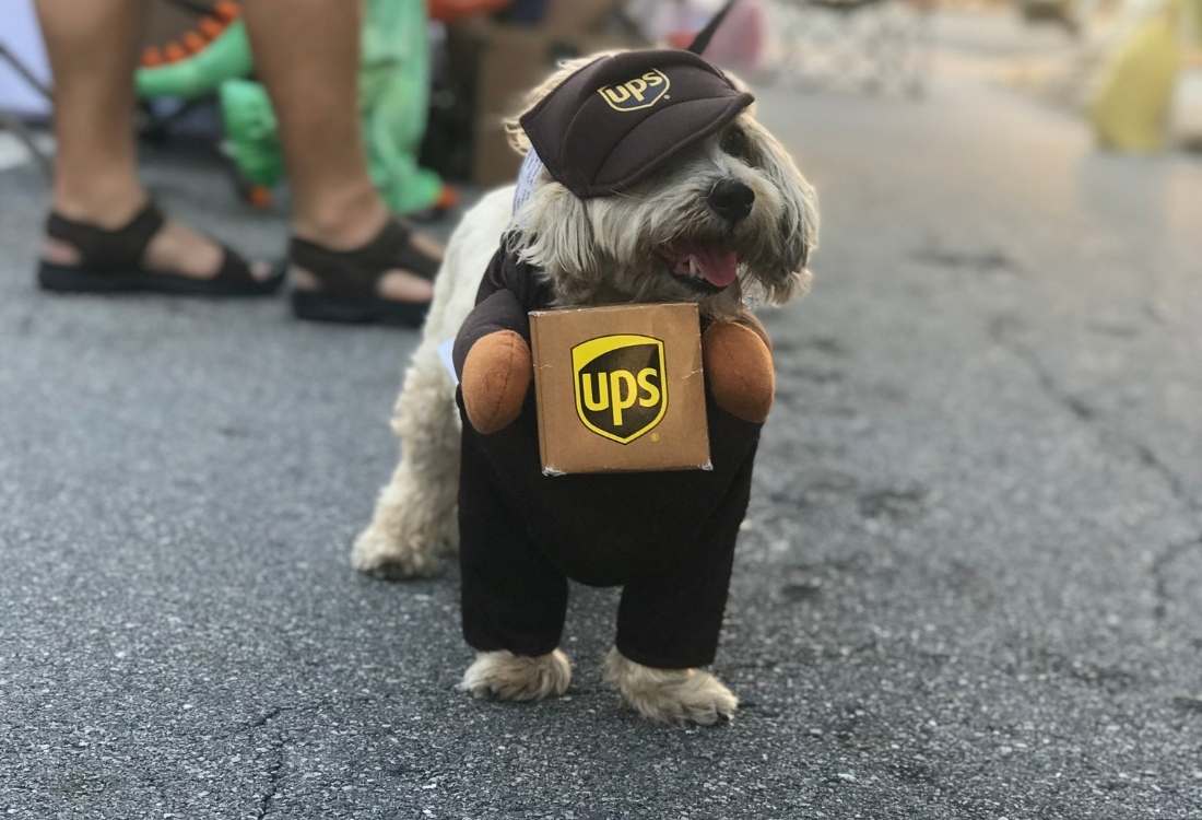 Dog wearing a costume including a hat and clothes that says up
