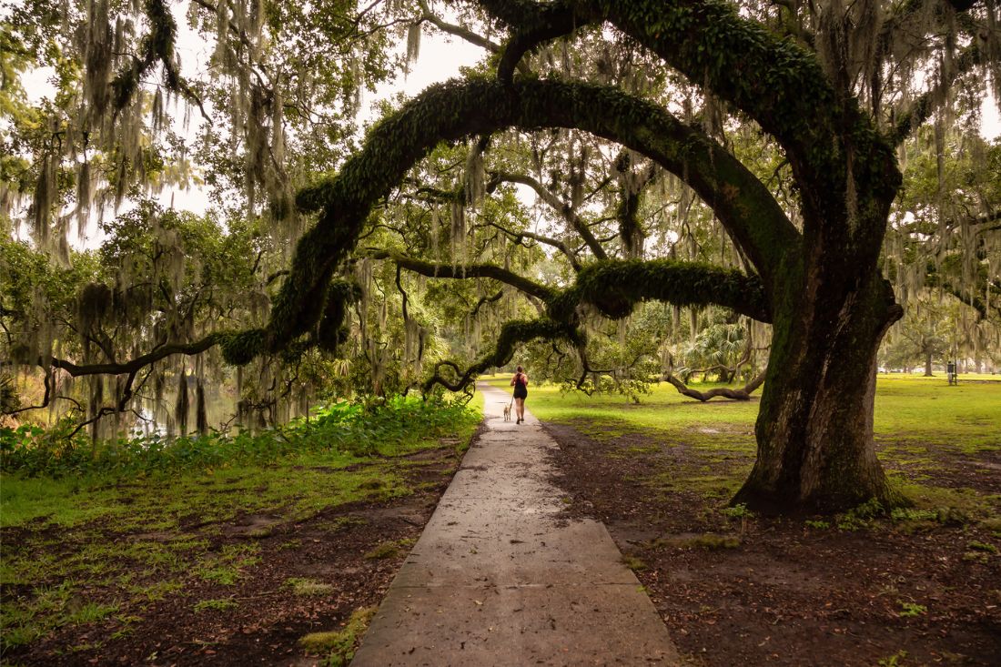 Pathway with oak trees covered in Spanish moss in City Park, New Orleans