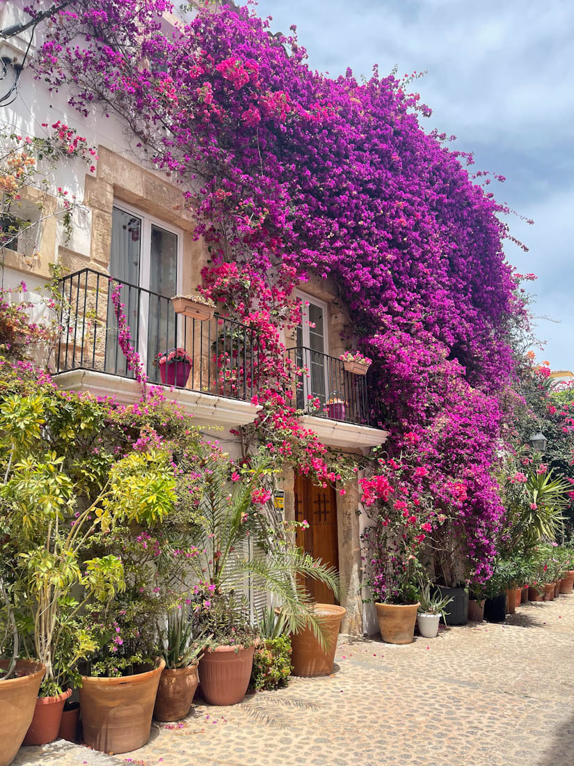 Stunning flowers on Old Town Ibiza street