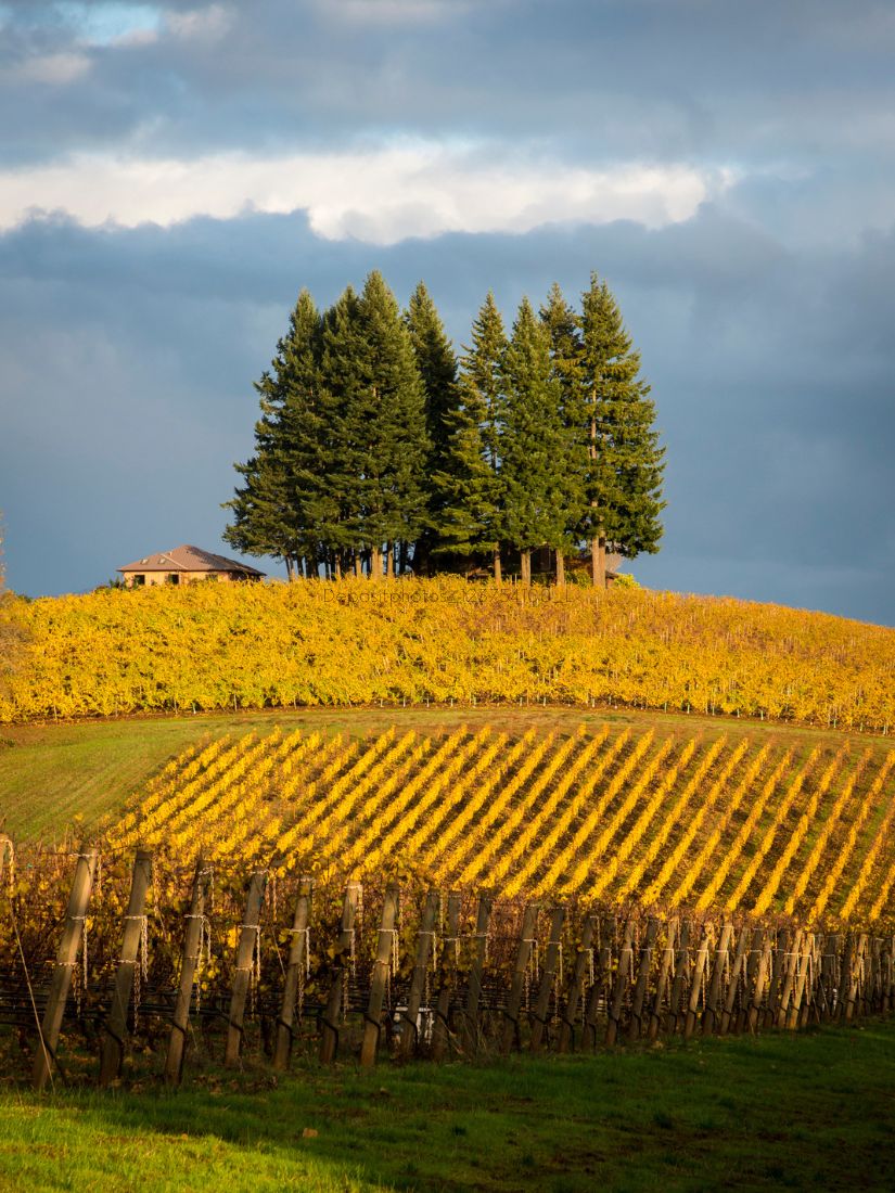 Vineyard in autumn colors in Willamette Valley, OR