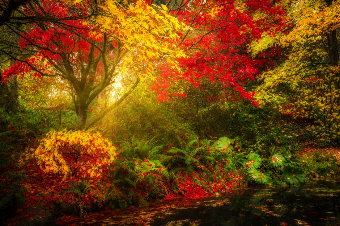 Dreamy fall foliage landscape in Seattle's Washington Park Arboretum botanical Garden 