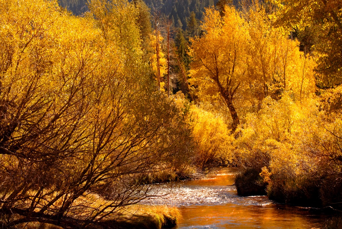 Golden fall colors reflecting into stream in the Yosemite Valley 
