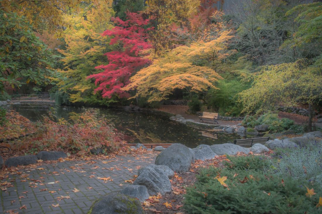 Fall colors in Lithia Park, Oregon