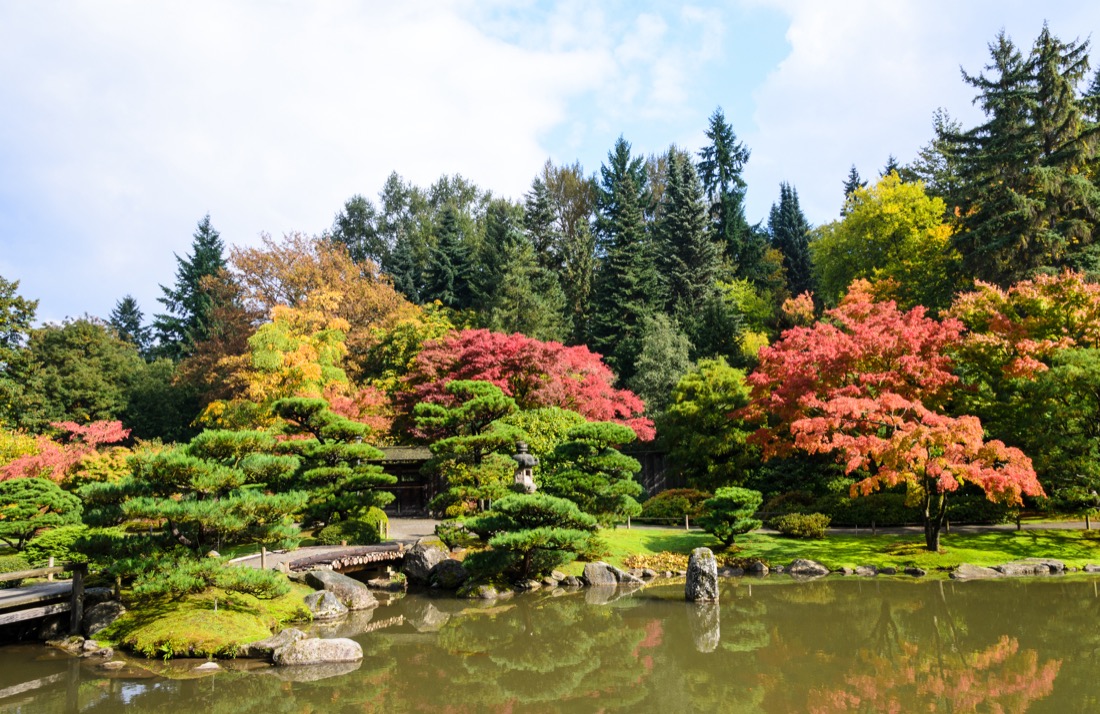 Fall colors at Seattle Japanese Garden, Washington State