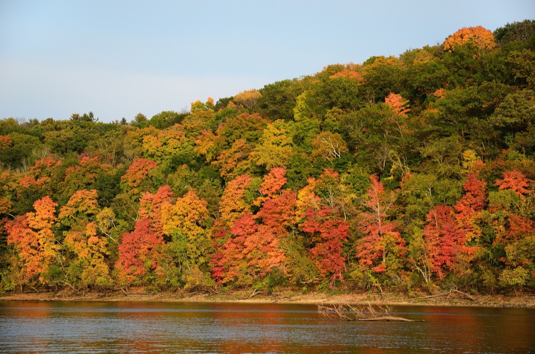 Autumn trees line St Croix River