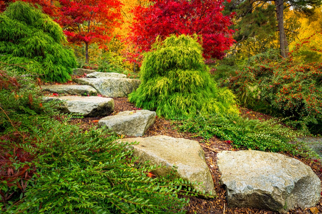 Stepping stones lead towards red japanese maple trees in Kubota Garden, Seattle Washington State.